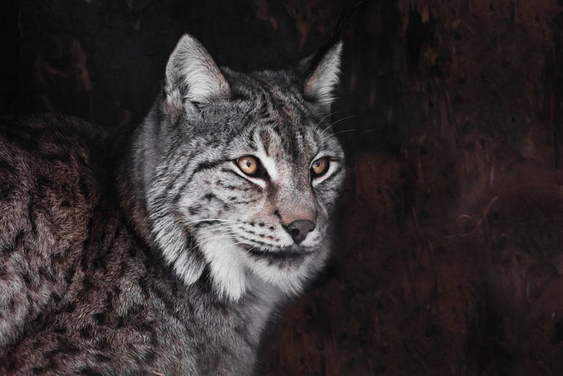 Lynx sérieux, yeux orange, cheveux gris, par Michael Semenov