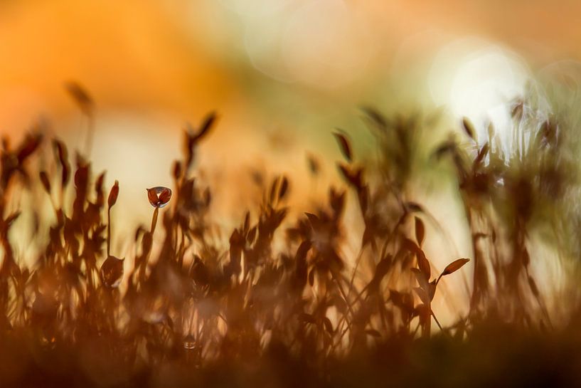 Soft moss von Irene Lommers