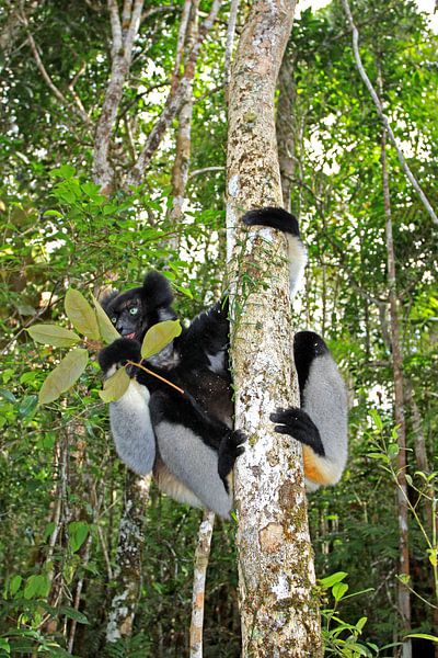 Indri in the forest by Antwan Janssen