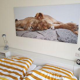 Klantfoto: Op safari in Afrika:  Slapende leeuwen op een kopje in de Serengeti, Tanzania van Rini Kools, op canvas
