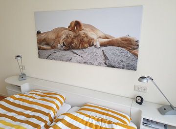 Klantfoto: Op safari in Afrika:  Slapende leeuwen op een kopje in de Serengeti, Tanzania van Rini Kools