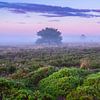 Mistige zonsopkomst op de Veluwe van Rick Kloekke