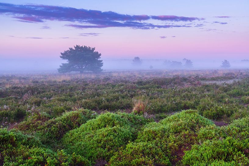 Mistige zonsopkomst op de Veluwe van Rick Kloekke