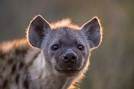 Hyena portrait in golden hour