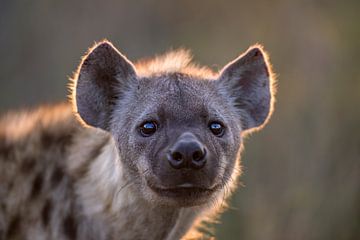 Portrait d'une hyène à l'heure dorée sur Larissa Rand