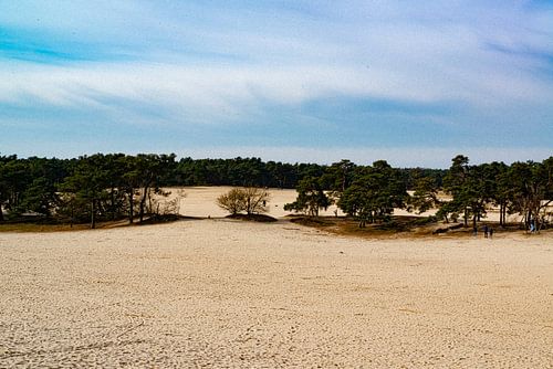 Loonse en Drunense Duinen 