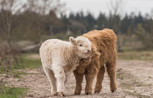 Schotse Hooglander kalfjes blond en roodbruin