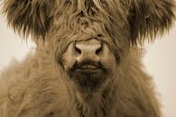 Schotse hooglander kalf kop sepia van Sascha van Dam thumbnail
