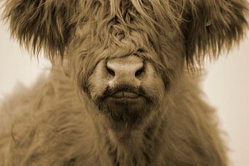 Schotse hooglander kalf kop sepia van Sascha van Dam