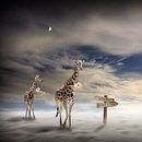 ANIMAL LODGE by Nicole Holz thumbnail