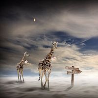 ANIMAL LODGE
