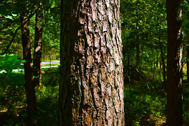 Baum von Armanto Brouka