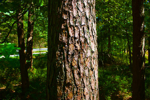 Arbre