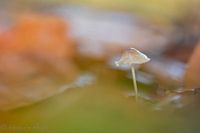 kleurrijke mushroom
