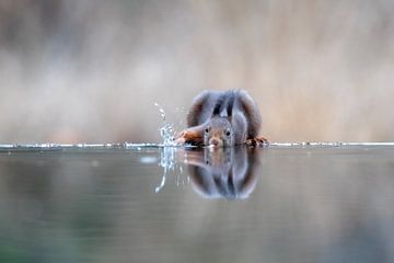 Eichhörnchen von Aalt van Tongeren