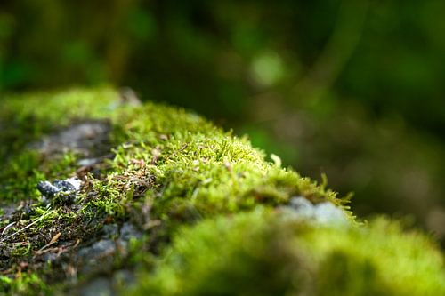Die Pure Natur