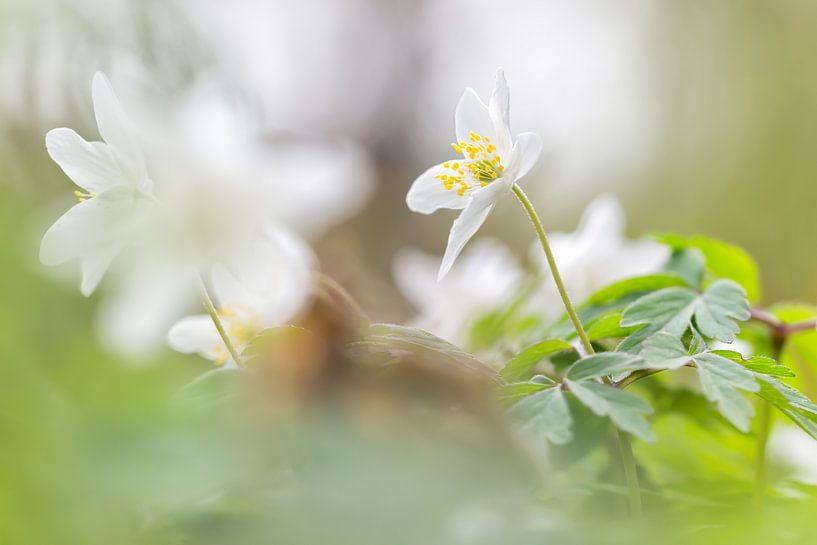 Wood Anemone in green forest by Arja Schrijver Photography