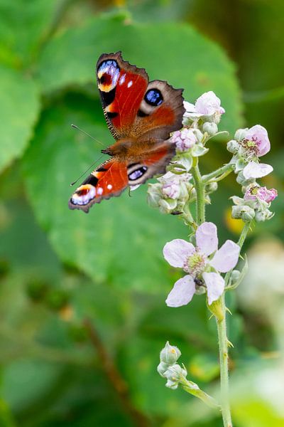 Papillon paon (Inachis io) par Dirk Rüter