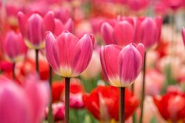 Tulip Field 2026 by Marco Liberto
