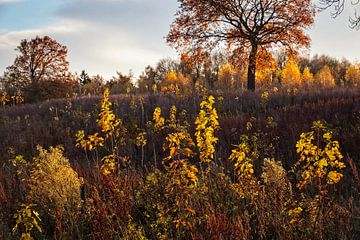 L'automne à Nijswiller sur Rob Boon