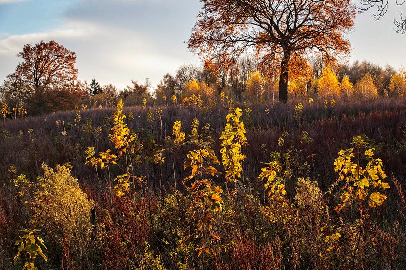 Autumn in Nijswiller by Rob Boon