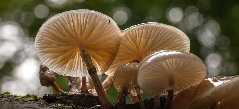 Paddenstoelen in landscape van Arjan Benders