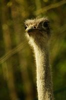 Ostrich