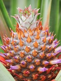 Monteverde, Costa Rica by Janne Brouwers