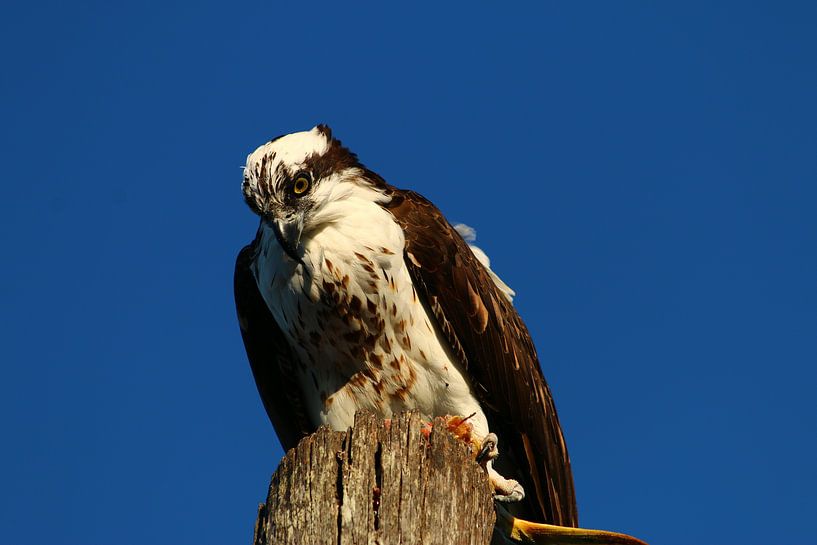 Osprey with leftovers of his meal by Christiane Schulze