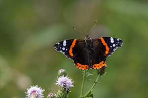 Atalanta in volle pracht | Vlinder op distel in de Nederlandse natuur