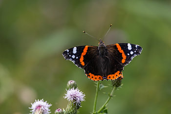 Atalanta in voller Pracht | Schmetterling auf einer Distel in der niederländischen Natur