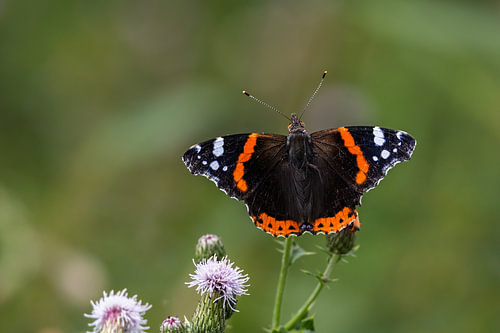 Atalanta in volle pracht | Vlinder op distel in de Nederlandse natuur