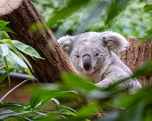 Koala falling asleep