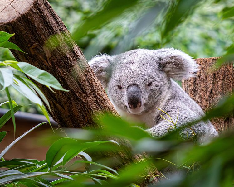Koala beim Einschlafen von Eddy Smets