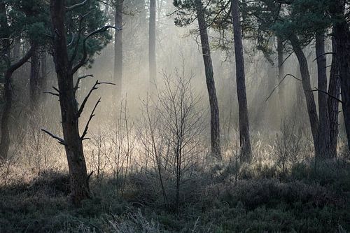 Moonlight between the pines