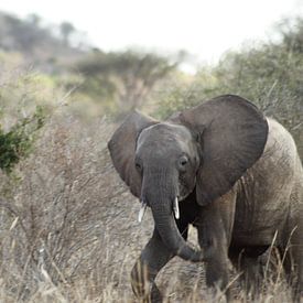 kleine olifant op wandel van Laurence Van Hoeck