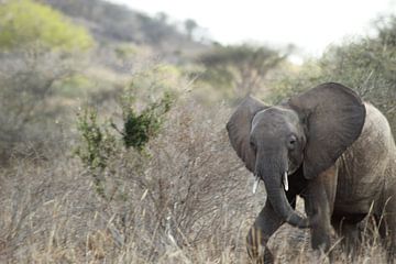 kleine olifant op wandel van Laurence Van Hoeck