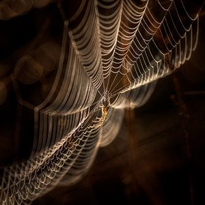 Golden web van Ruud Peters