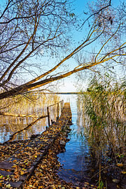 Steiger en boom aan het Plauer Meer in de stad Plau am See