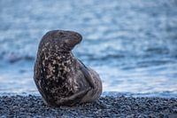 Zeehond in Helgoand