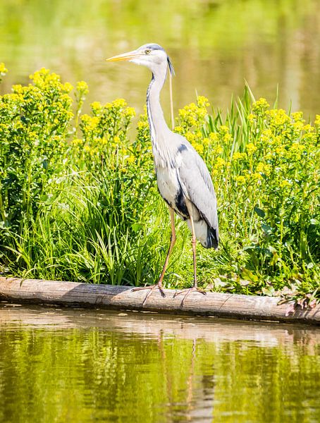 A grey heron lies in wait for its prey on the shore by ManfredFotos