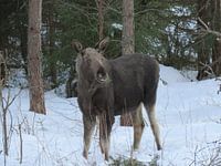 Eland