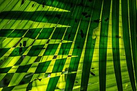 Palmblad van Marcel van Berkel