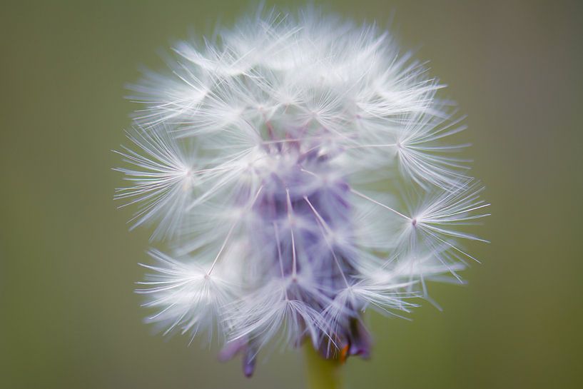 fluff sphere by Tania Perneel