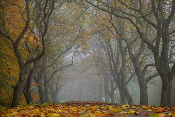 Lane with nut trees