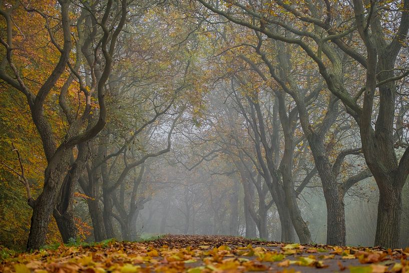 Lane with nut trees by Moetwil en van Dijk - Fotografie