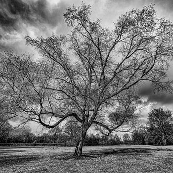 Schelfhorstpark Almelo