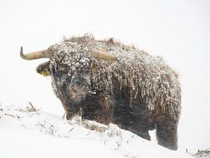 Un highlander écossais dans la neige sur Dirk van Egmond