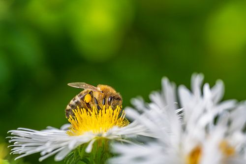 Macro van een bij op een asterbloem