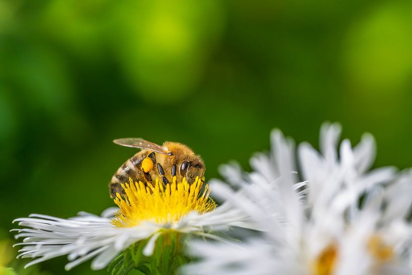 Macro d'une abeille sur une fleur d'aster par ManfredFotos